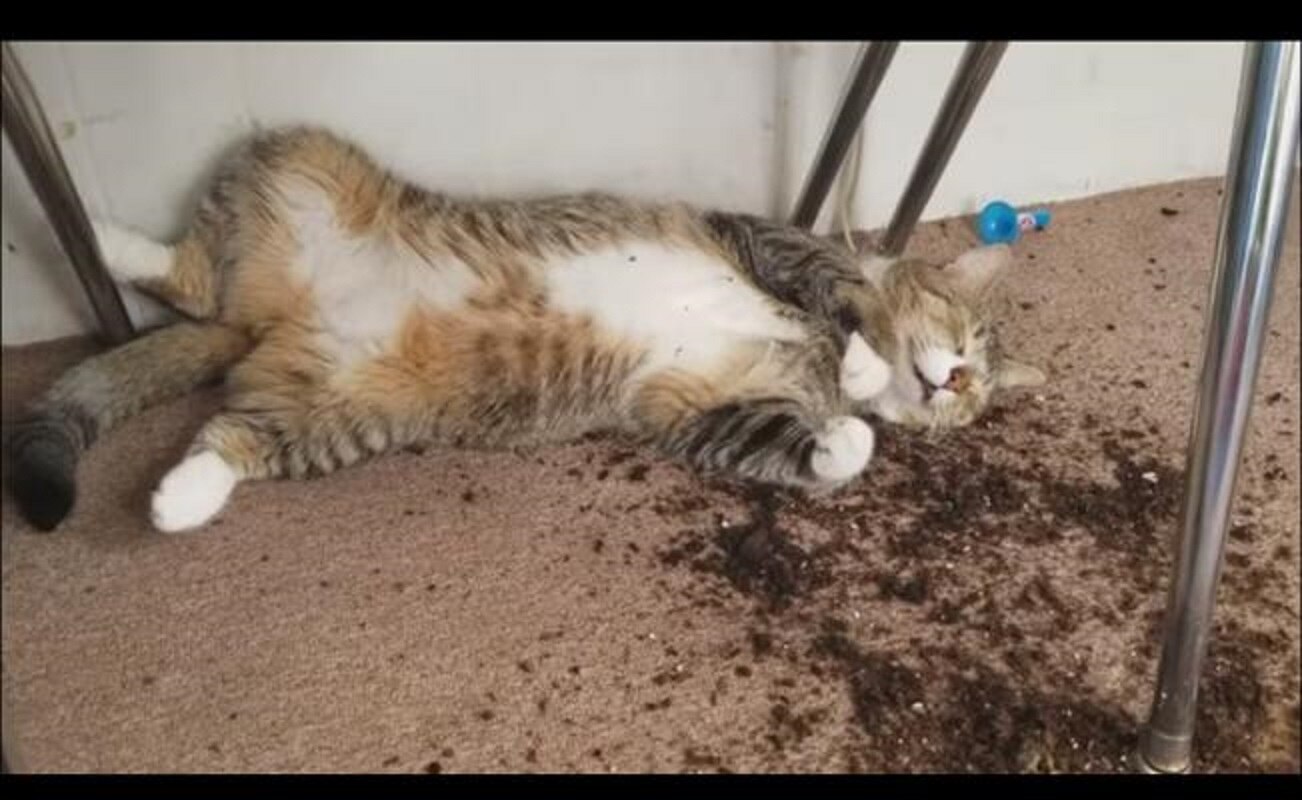 Video que muestra a gatos que comieron marihuana se hace viral