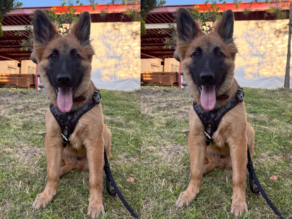 Buscan a “Halligan”, un perrito de compañía perdido en Querétaro