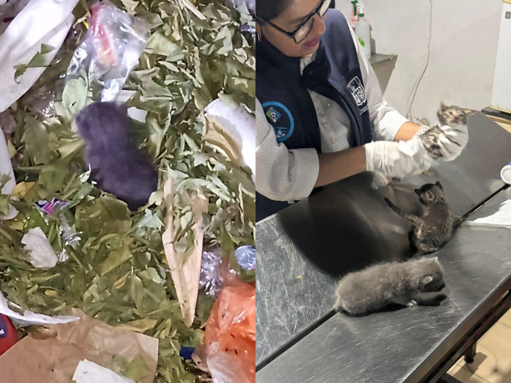 Foto: Facebook Dirección de Cuidado Animal SJR