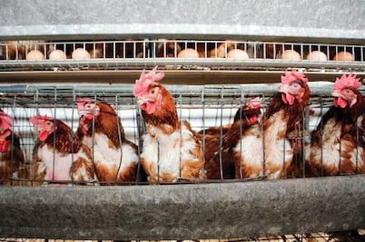 Proyectan crecimiento avícola