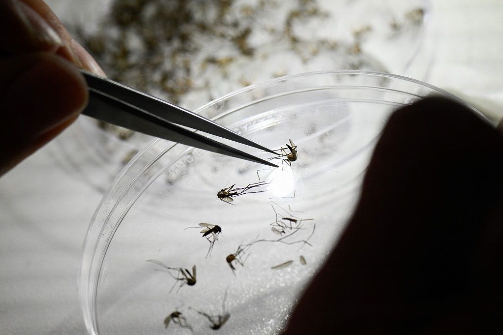 Casi 60%  de casos  de dengue son  mujeres
