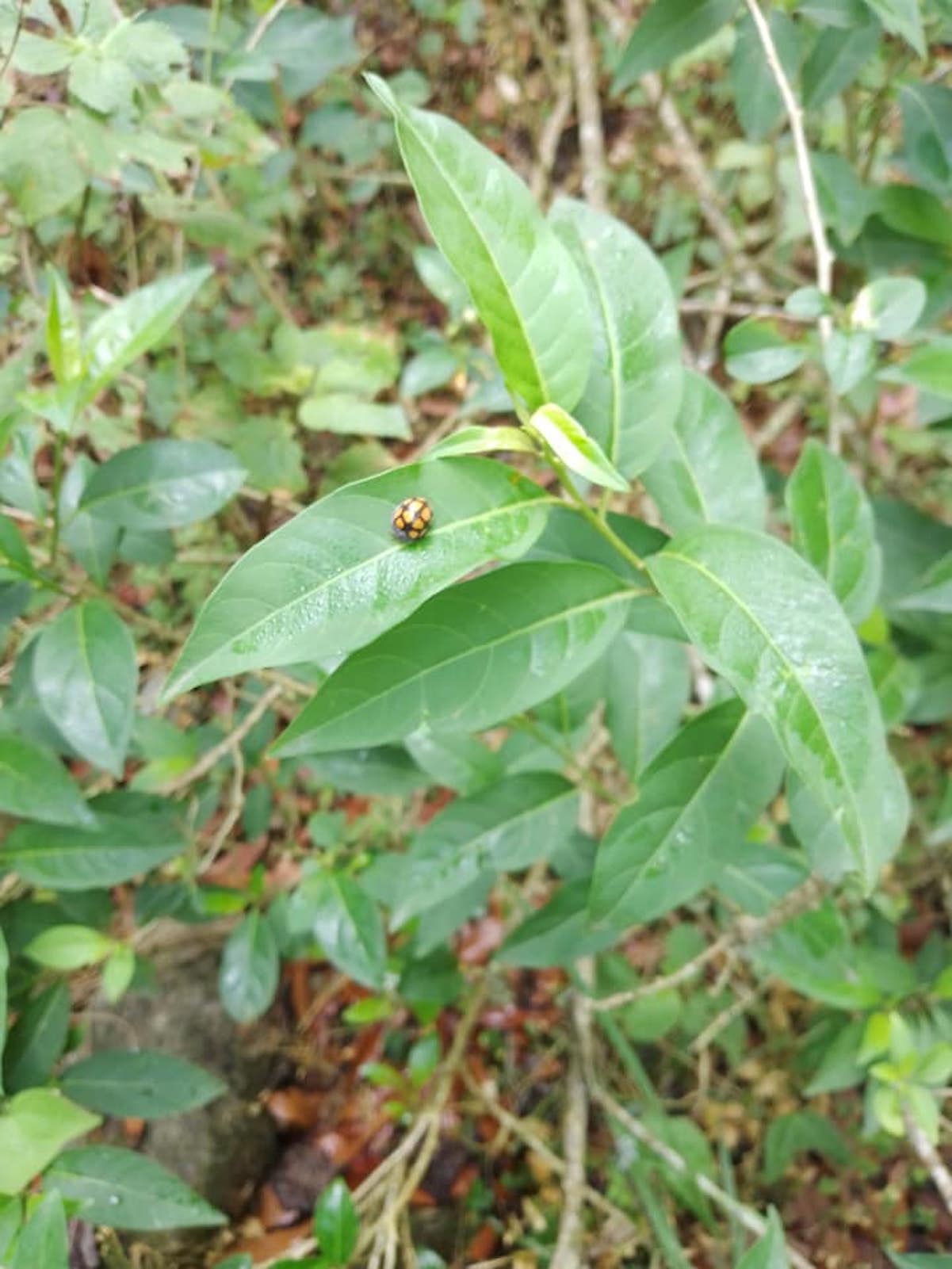 En este Jardín Etnobiológico hay plantas medicinales; es de la UAQ y está en la Sierra Gorda 