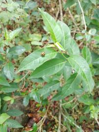 En este Jardín Etnobiológico hay plantas medicinales; es de la UAQ y está en la Sierra Gorda 