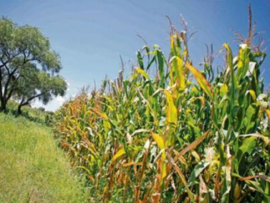 Prevén relanzamiento del FIRCO