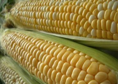 Se realiza Feria del Maíz 