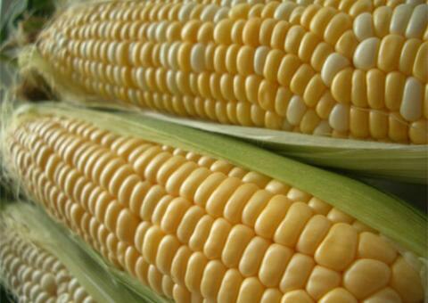 Se realiza Feria del Maíz