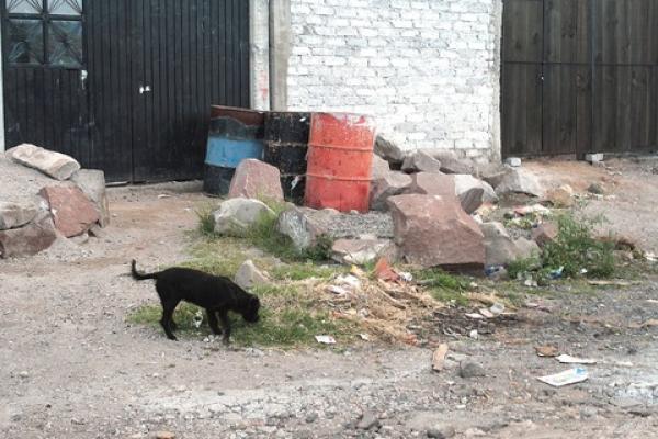 Atenderán a animales de la calle