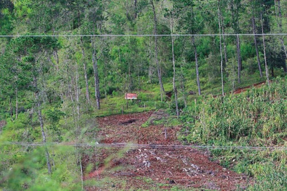 Plaga de Cuscuta en 25% de Sierra