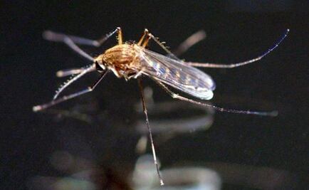 "Mosquito", el documental que busca crear conciencia
