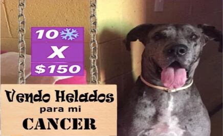 Perrito vende helados para costear tratamiento contra el cáncer