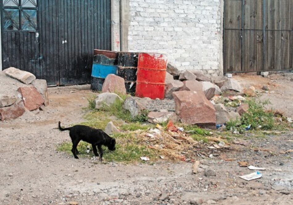 Abandono, factor de maltrato animal