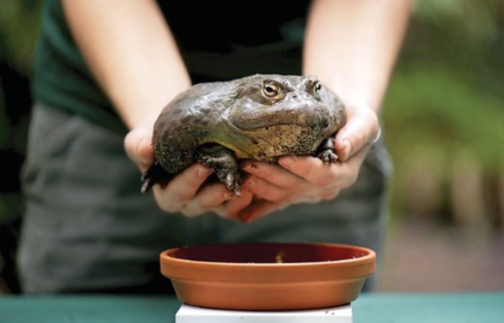 Empresa exporta con éxito ranas toro