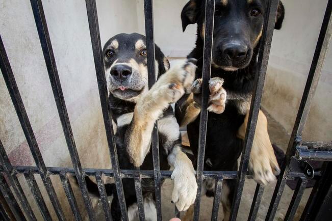 Capacitan a cuerpos de emergencia en rescate animal