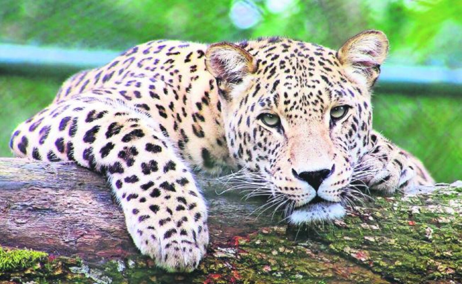 FOTO: ALIANZA NACIONAL PARA LA CONSERVACIÓN DEL JAGUAR Y WWF