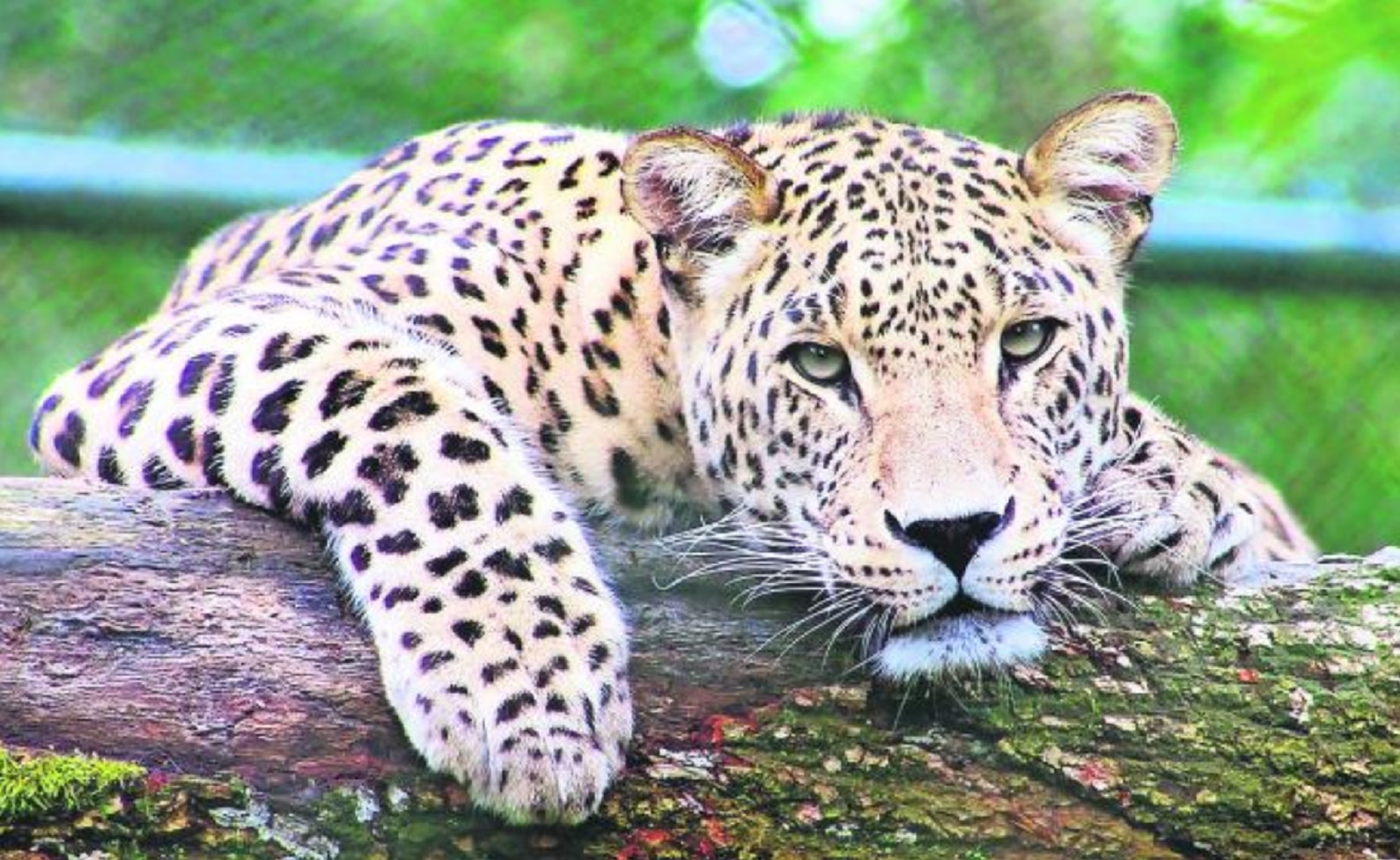 En peligro, más de 2 mil jaguares por el Tren Maya