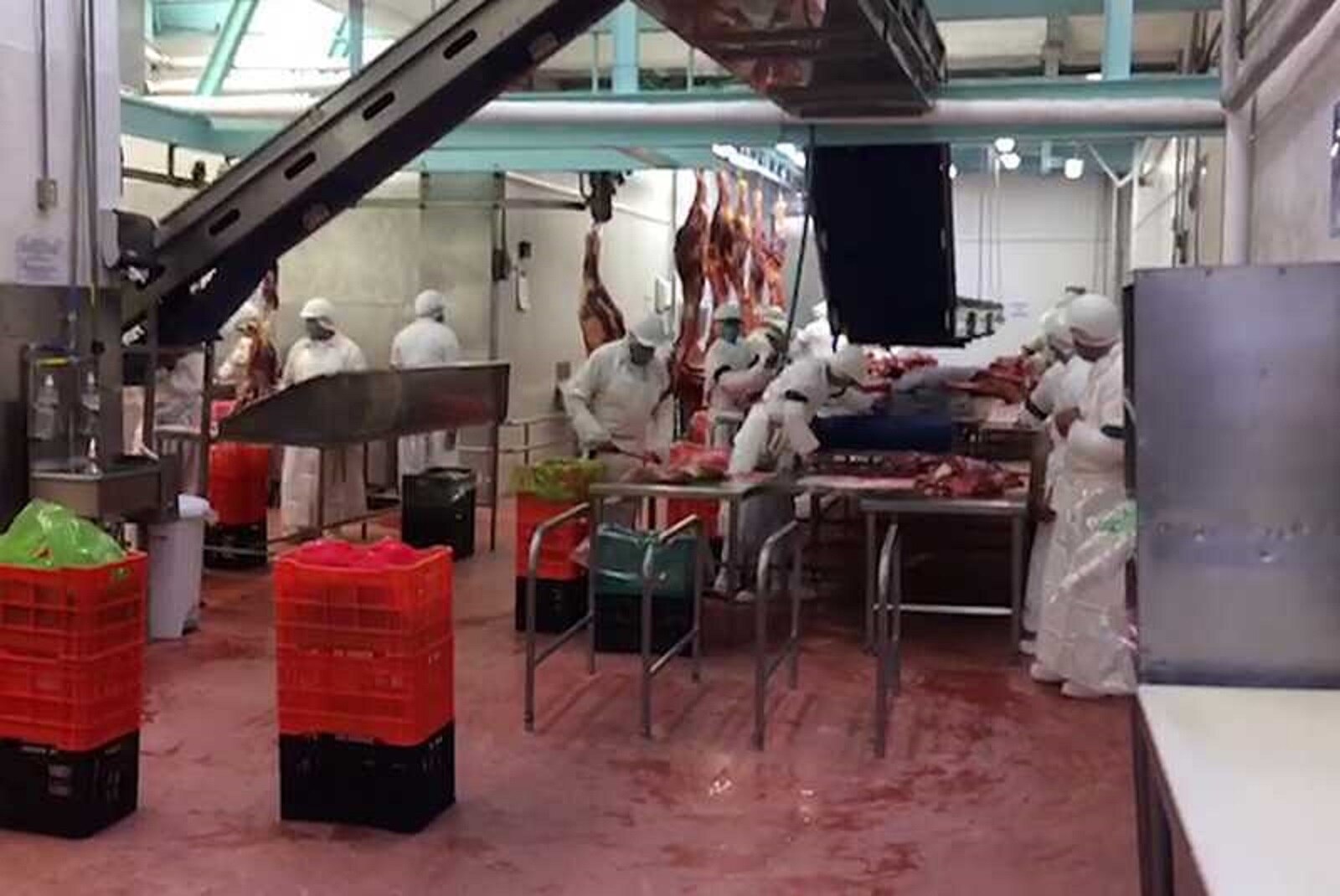 Carne de caballo mexicana, platillo gourmet de exportación