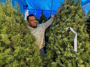 Venta de pinos, una tradición de 30 años 