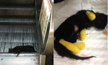 Rescatan a gata de escaleras eléctricas en estación del metro de la CDMX