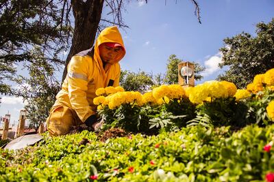 Flor de 20 pétalos. Capital viste con jardines de cempasúchil