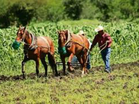 174 mil hectáreas sembradas 