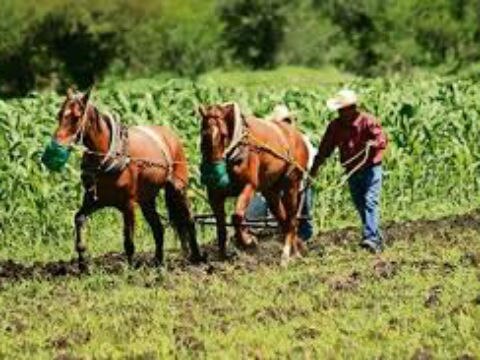 174 mil hectáreas sembradas