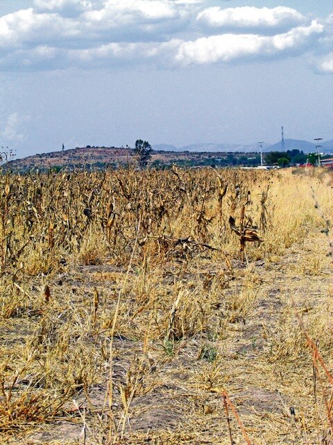 Alertan de afectaciones al campo