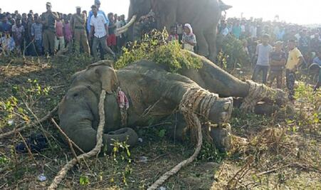 Capturan a elefante conocido como "Bin Laden" tras matar a 5 personas en India