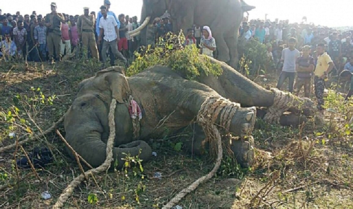 Capturan a elefante conocido como "Bin Laden" tras matar a 5 personas en India