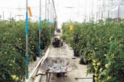 Apostará SJR a invernaderos