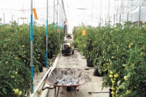 Apostará SJR a invernaderos