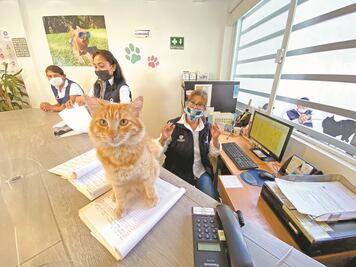 Amor a los animales. Bienestar y rescate, únicos en el país