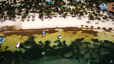 Sargazo, las playas que parecen pantanos