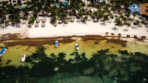 Sargazo, las playas que parecen pantanos