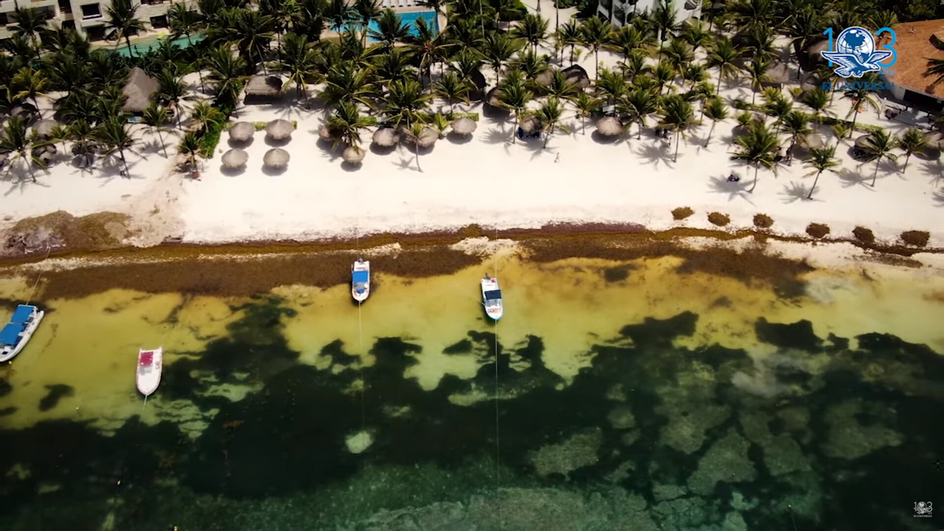 Sargazo, las playas que parecen pantanos
