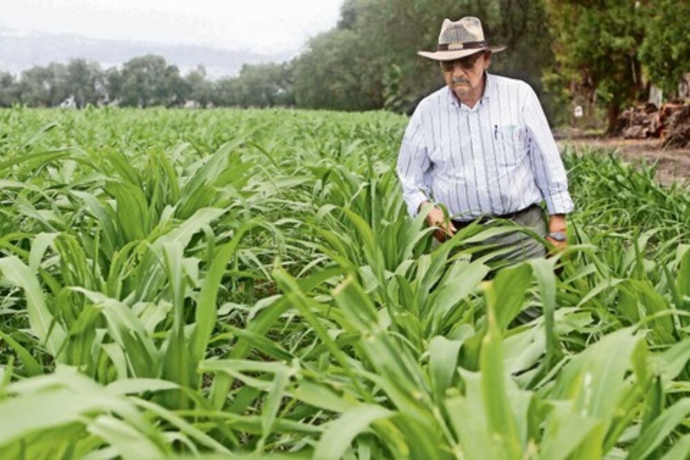 Crecerá 10% producción agrícola 