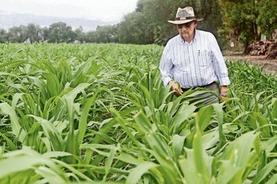 Crecerá 10% producción agrícola