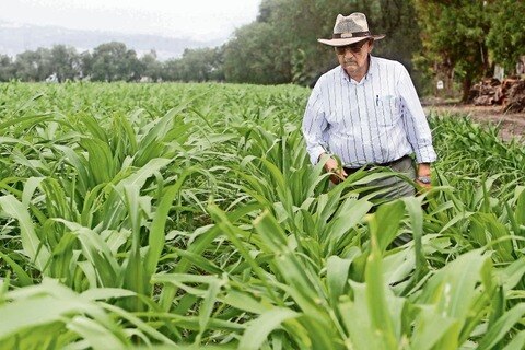 Crecerá 10% producción agrícola