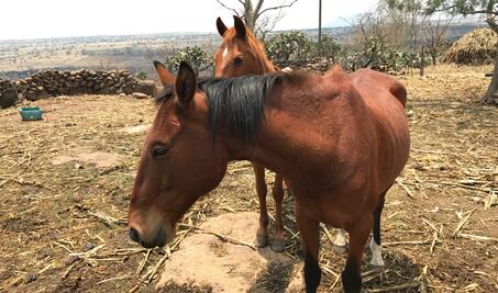 Congreso analiza crear fiscalía contra abigeato