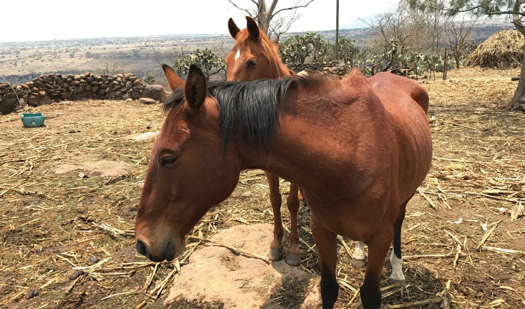 FOTO: Archivo El Universal