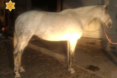 Detienen a hombre por robarse una yegua