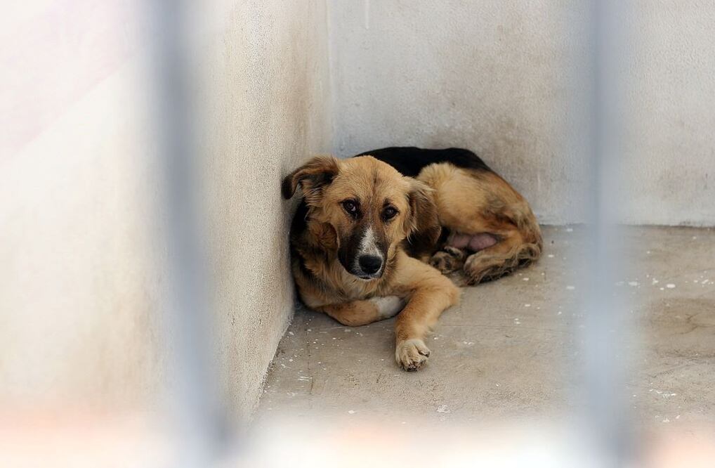 Foto: Archivo El Universal