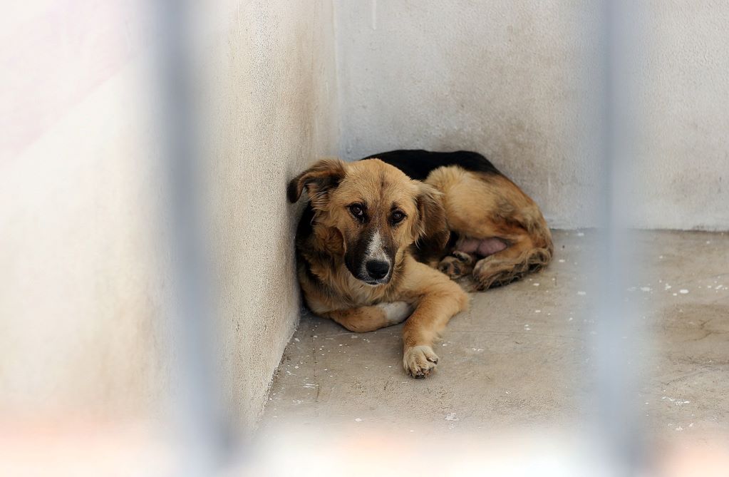 Dan de baja a personal de Bienestar Animal en Querétaro por presunto maltrato