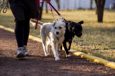 Se mantienen los paseos de perros