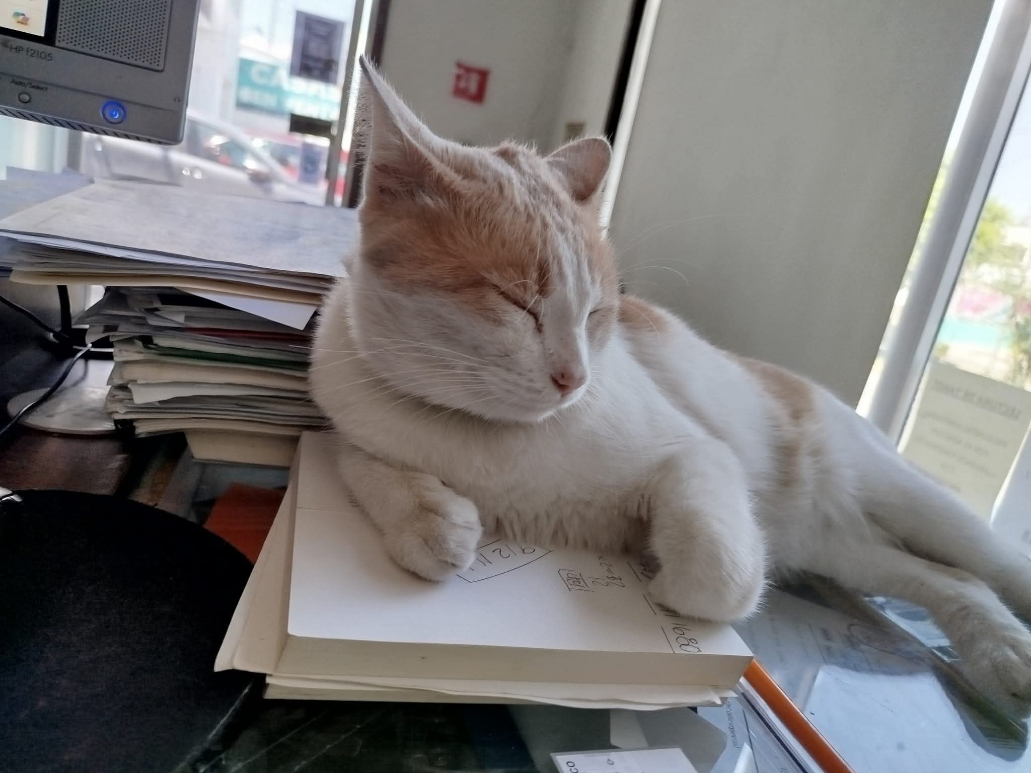 Buscan a Mango, un gatito extraviado en Milenio III, Querétaro