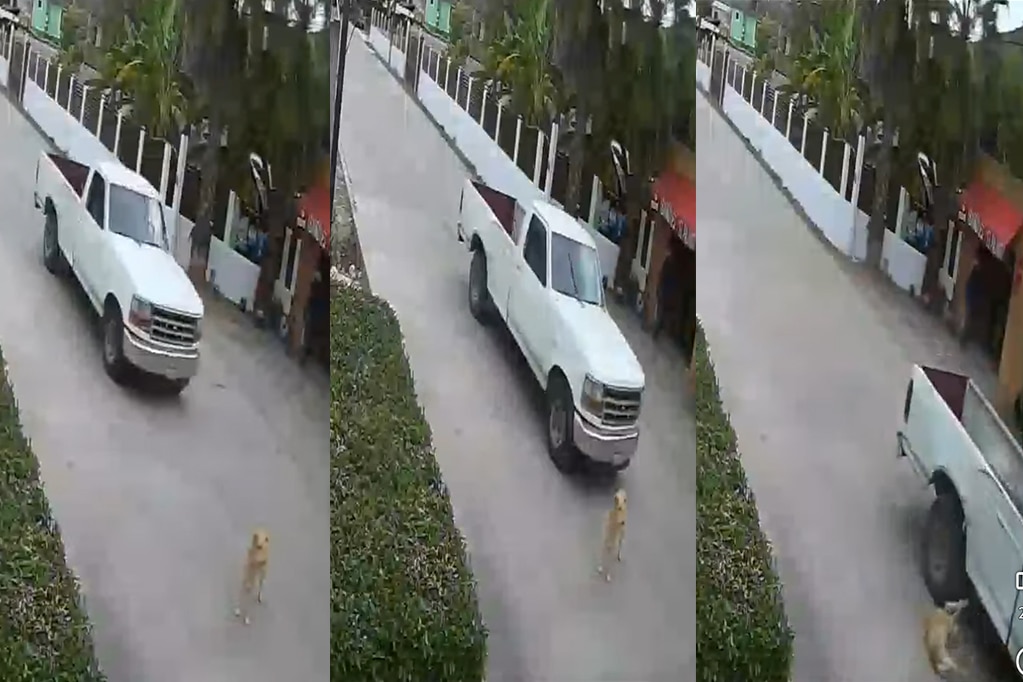 Conductor de una camioneta atropella a un perrito en Landa de Matamoros