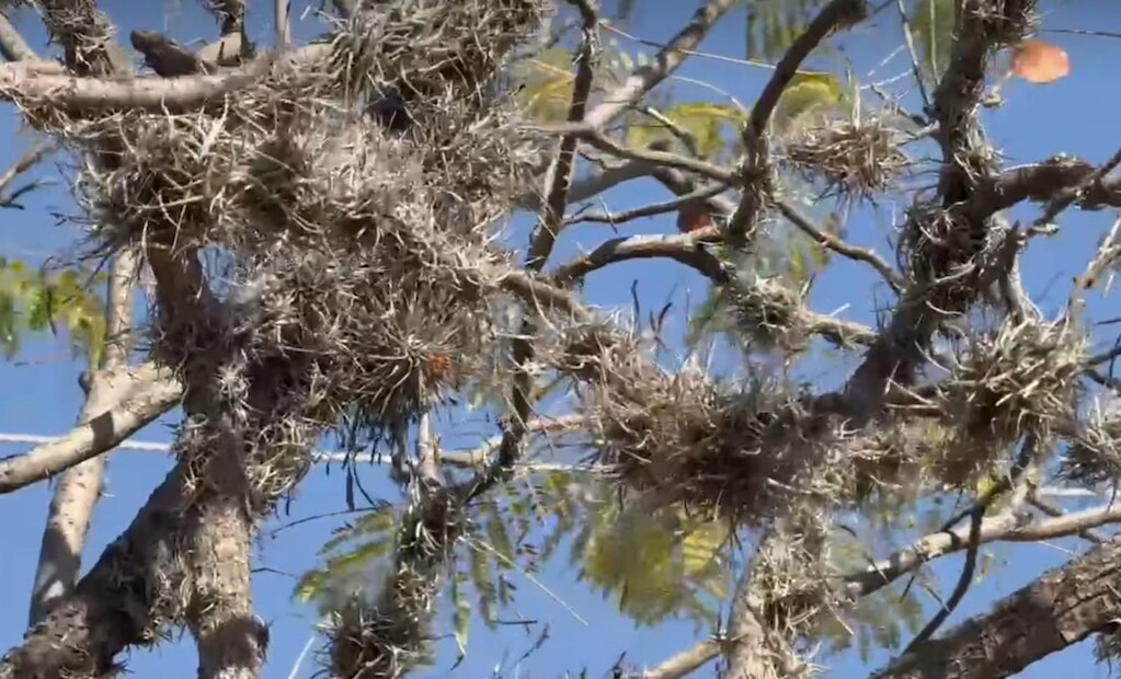 Heno o paxtle, la plaga que está infectando más de 30 mil árboles