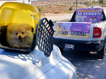 Detienen a una mujer por venta ilegal de un cachorro Pomerania en El Marqués