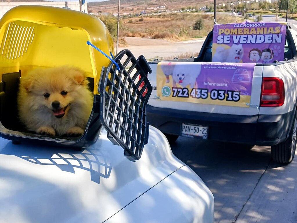 Detienen a una mujer por venta ilegal de un cachorro Pomerania en El Marqués