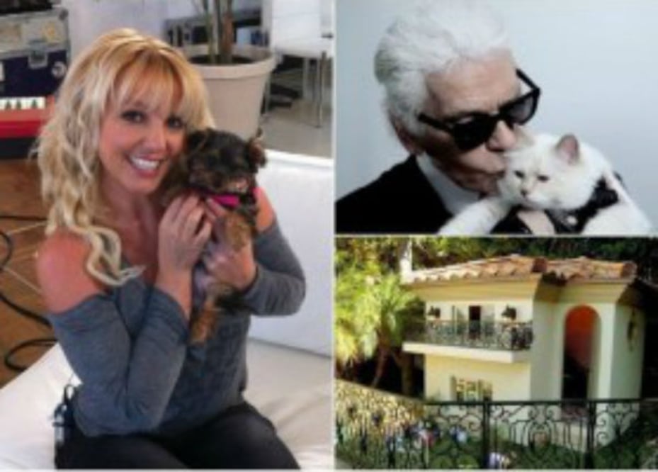 Mascotas con chef, nana y ¡testamento!