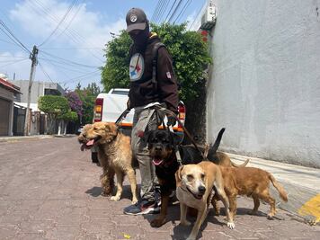 Pasear perros, un trabajo con mucho amor a los lomitos